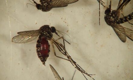 Majority of Florida mosquito species are understudied, UF/IFAS survey illustrates