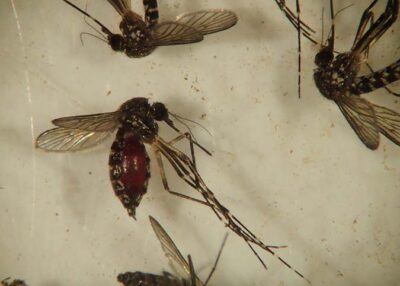 Majority of Florida mosquito species are understudied, UF/IFAS survey illustrates