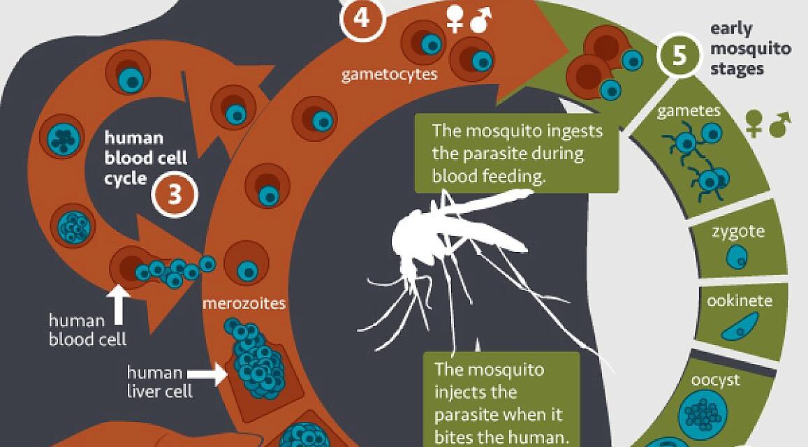 Monoclonal antibody prevents malaria in U.S. adults, NIH trial shows
