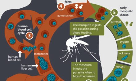 Monoclonal antibody prevents malaria in U.S. adults, NIH trial shows