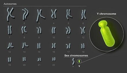 Researchers assemble the first complete sequence of a human Y chromosome