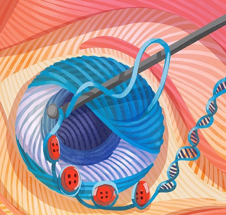 NIH study shows how genes in retina get regulated during development