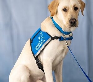 Lee Health Welcomes First Facility Dog at Gulf Coast Medical Center for  Occupational and Physical Therapy Patients