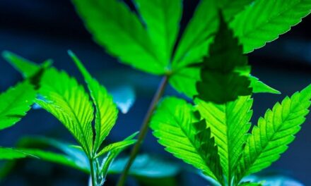 Harsh marijuana laws go up in smoke
