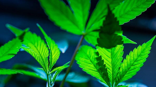 Harsh marijuana laws go up in smoke