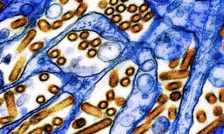 Features of H5N1 influenza viruses in dairy cows may facilitate infection, transmission in mammals