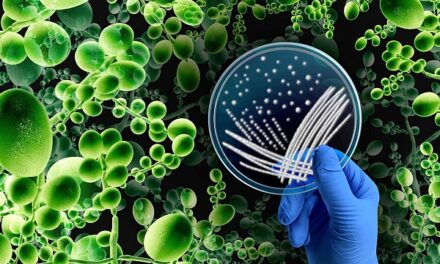 New imaging method detects fungal infections caused by Aspergillus fumigatus sooner