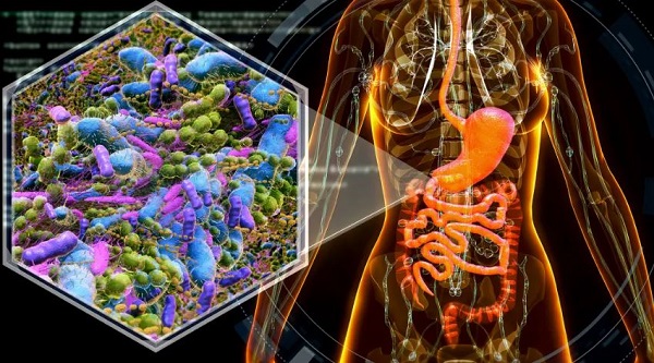 Mayo researchers develop tool that measures health of a person’s gut microbiome