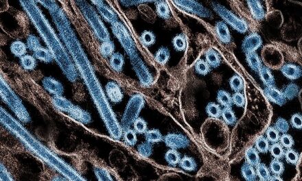 Bovine H5N1 influenza from infected worker transmissible and lethal in animal models