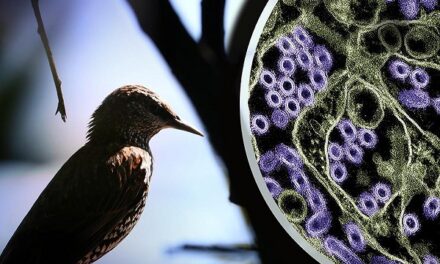 NIH officials assess threat of H5N1