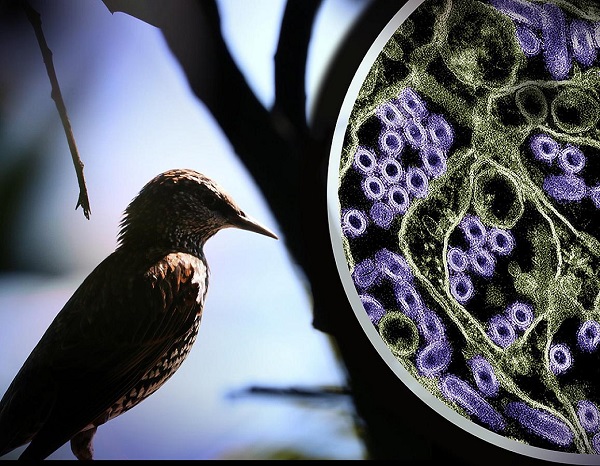NIH officials assess threat of H5N1