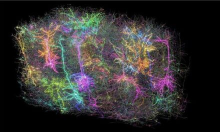 Scientists map unprecedented detail of connections and visual perception in the mouse brain
