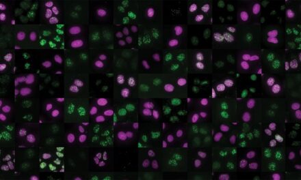 Mayo Clinic researchers discover ‘traffic controller’ protein that protects DNA, and may help kill cancer
