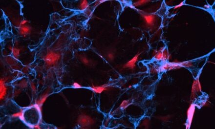 the GazettE/TOUR11-12 VENOMOUS CELL FIN… 476961228_1133547898433955_776