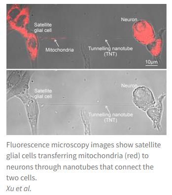 NIH: A fresh energy supply may shield nerves from diabetic or chemo-induced neuropathy