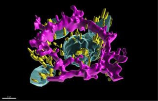 NIH scientists develop “digital twin” of eye cells to understand and treat age-related macular degeneration