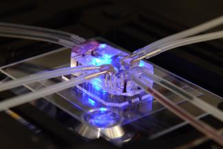 NIH invests $150 million in human-based research to reduce use of animal models