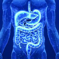 NIH researchers identify regulatory cells that shield against inflammatory bowel disease
