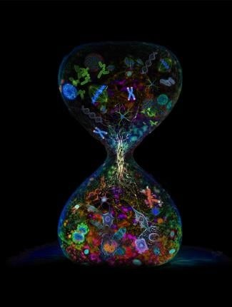 NIH research establishes new framework for the role of senescence in aging